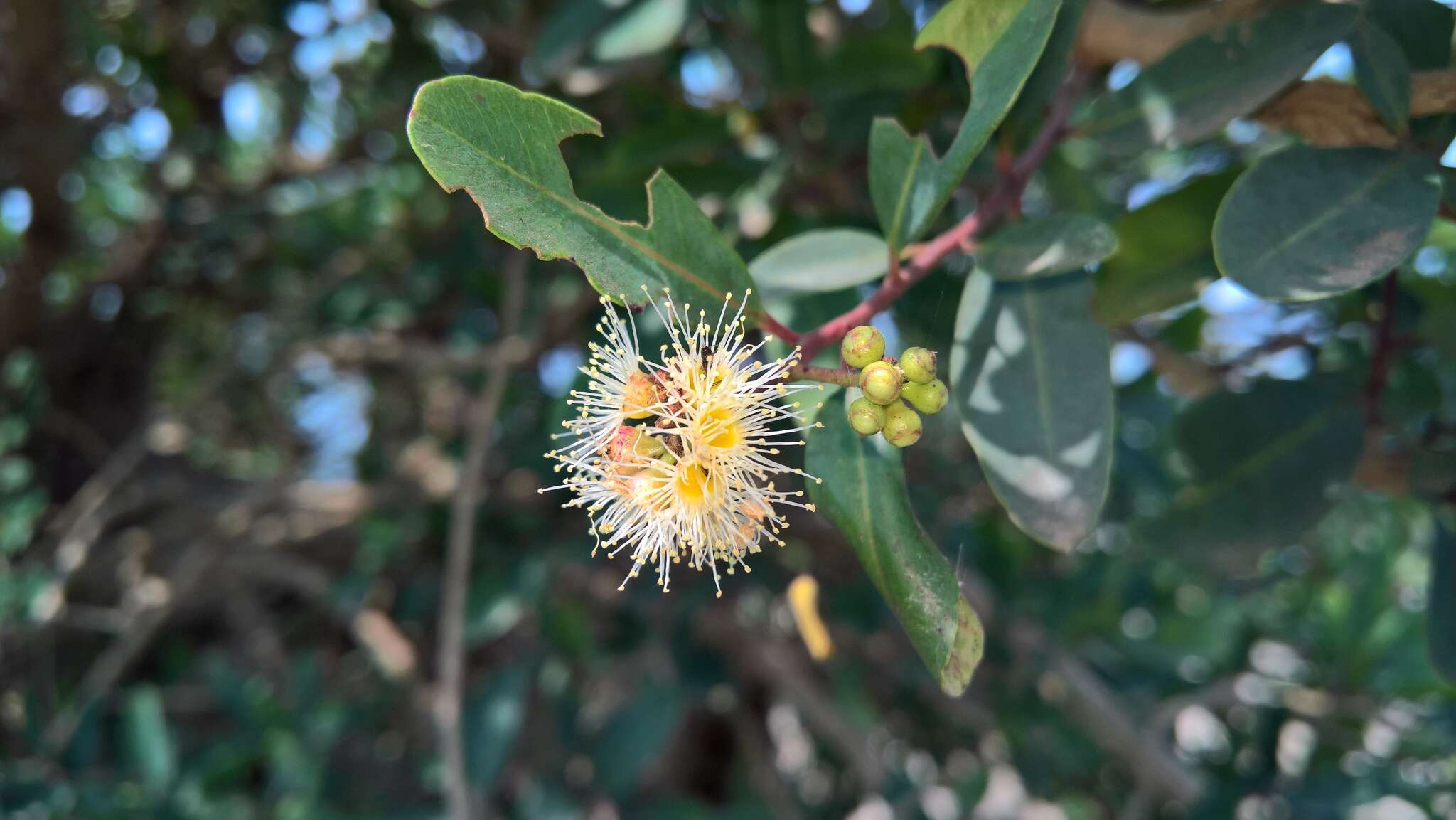 Image de Syzygium thorelii (Gagnep.) Merr. & Perry