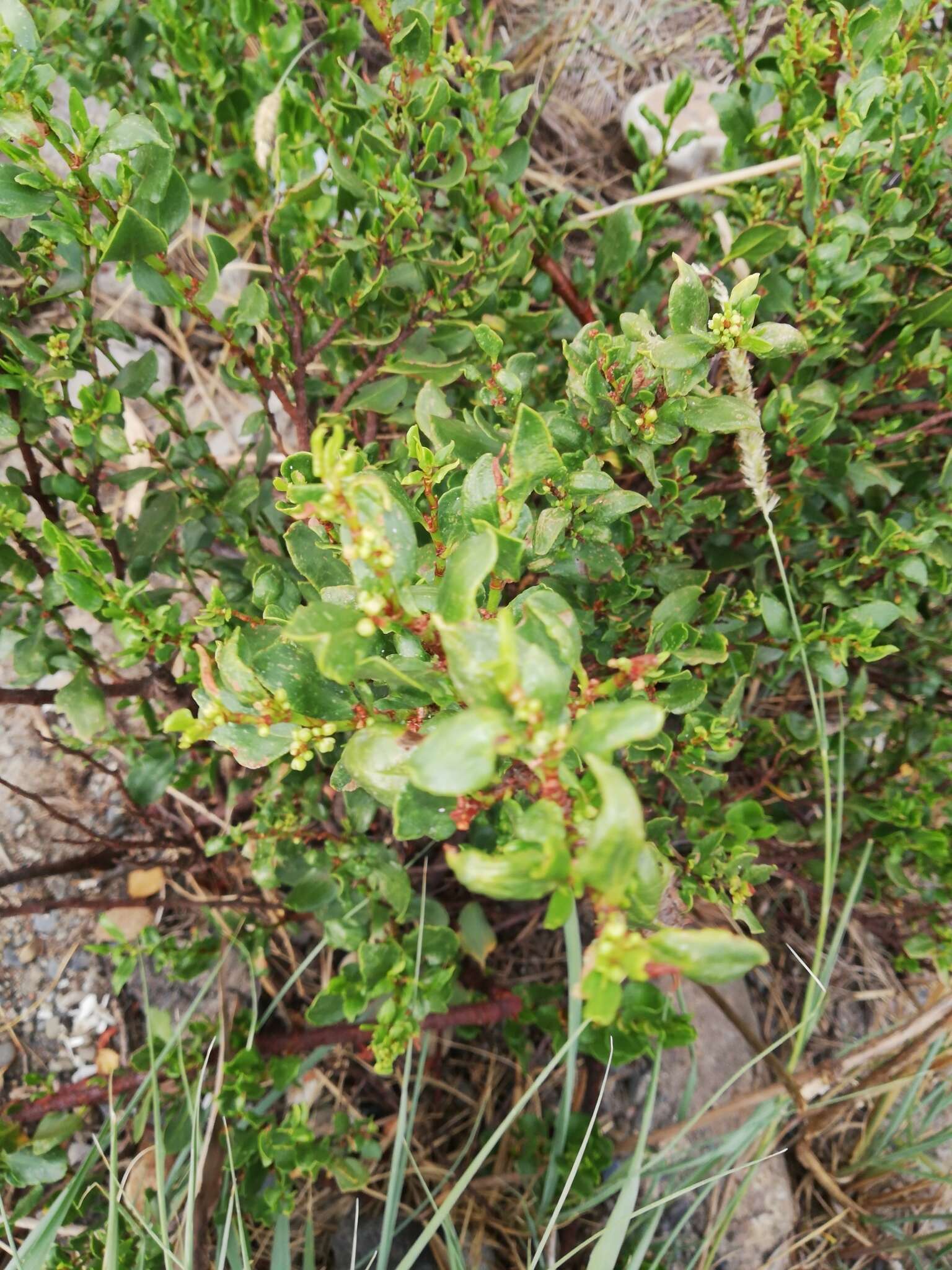 Image of Muehlenbeckia fruticulosa (Walp.) Standl.