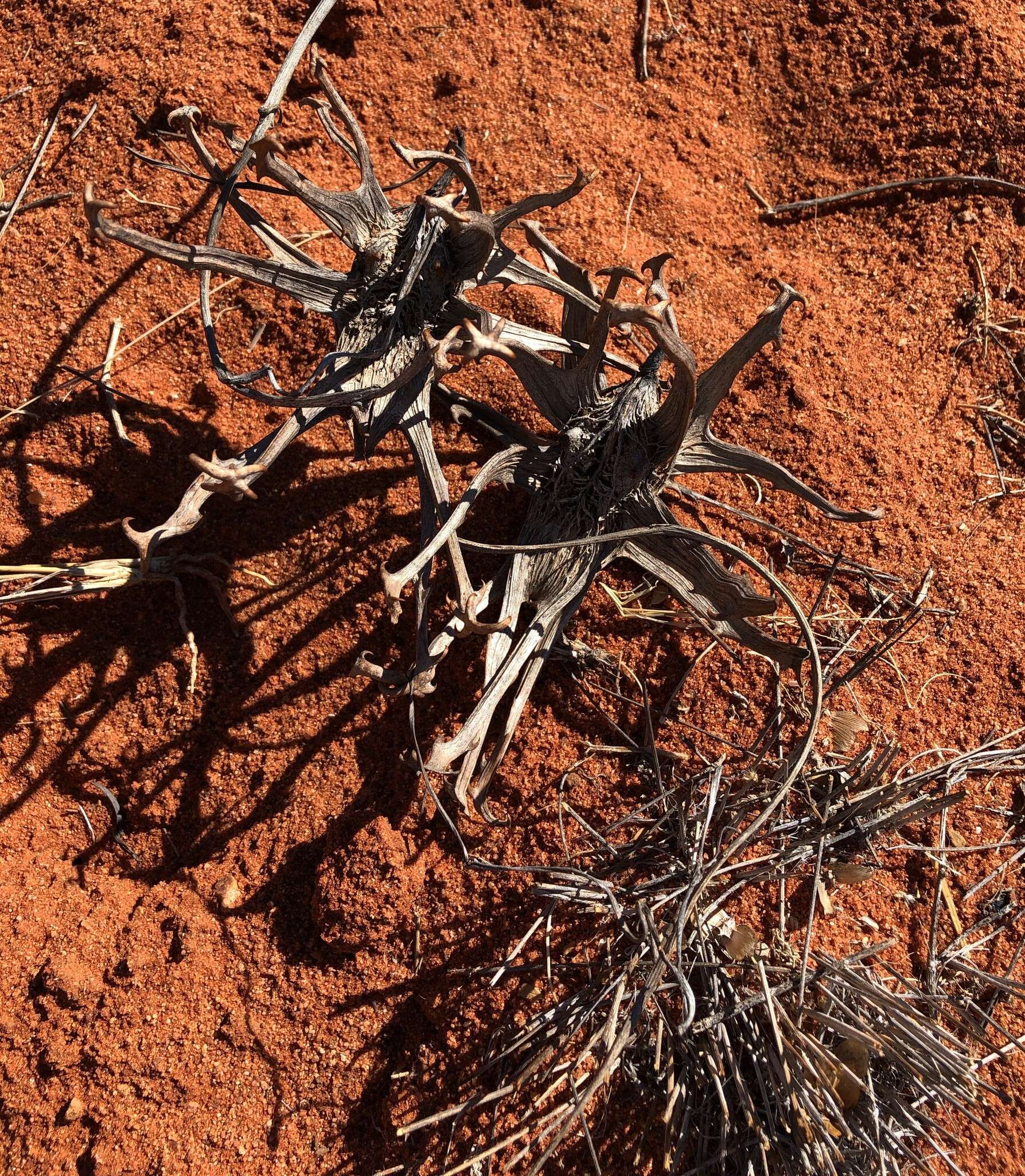 Image of devil's claw