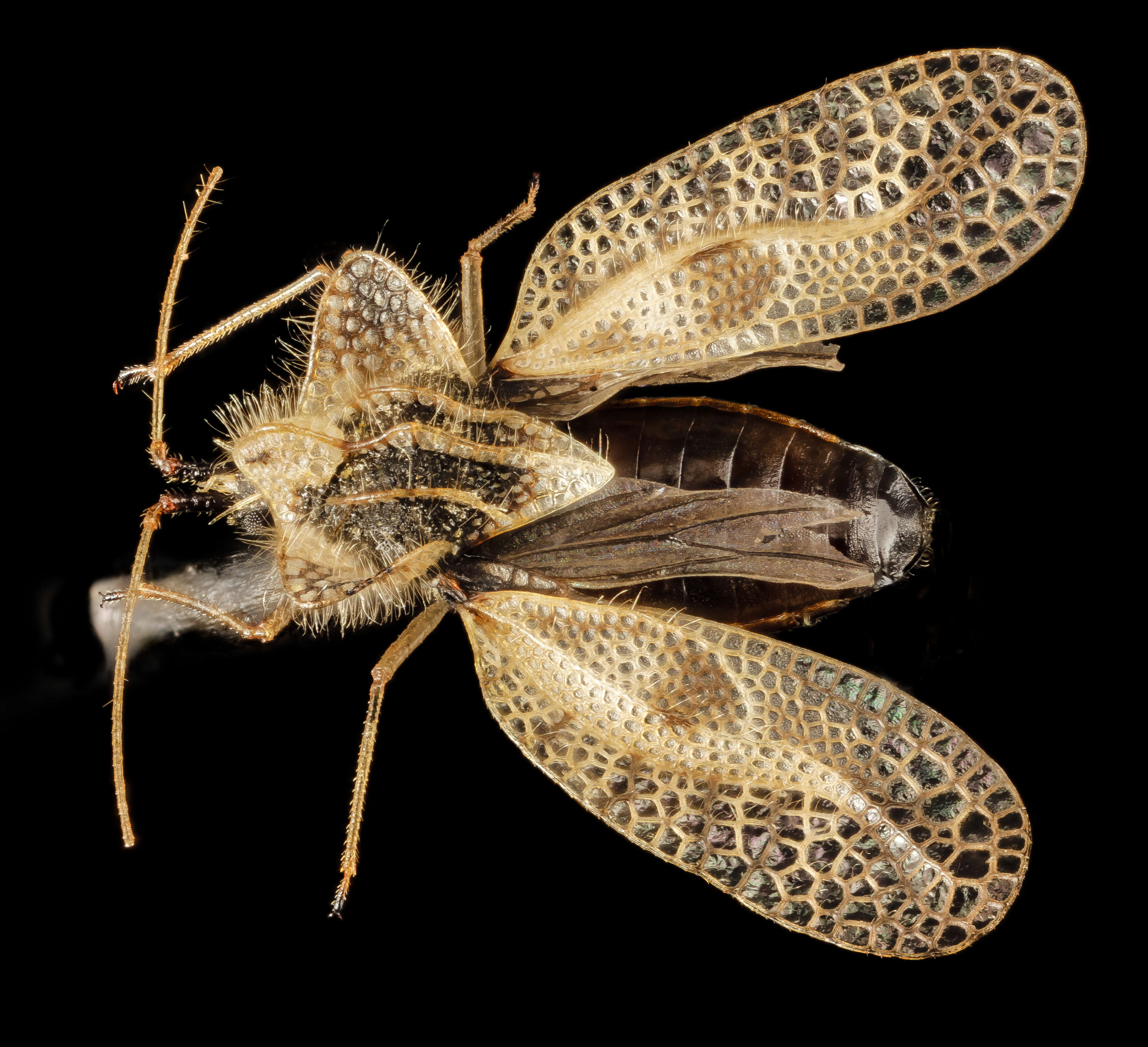 Image of Eggplant Lace Bug