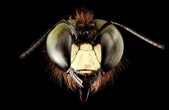 Image of Eastern Carpenter Bee