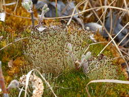 Image of Aplodon wormskioldii R. Brown 1823