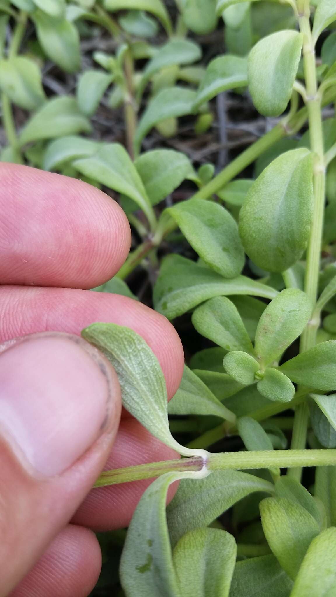 صورة Wollastonia integrifolia (Nutt.) Orchard