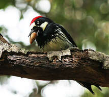 Image of Acorn Woodpecker