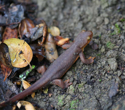 Image of Rough-skinned Newt