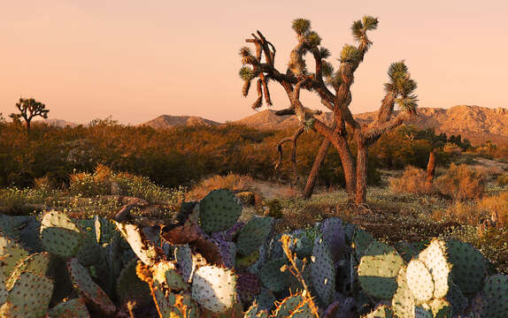 Слика од Yucca brevifolia Engelm.