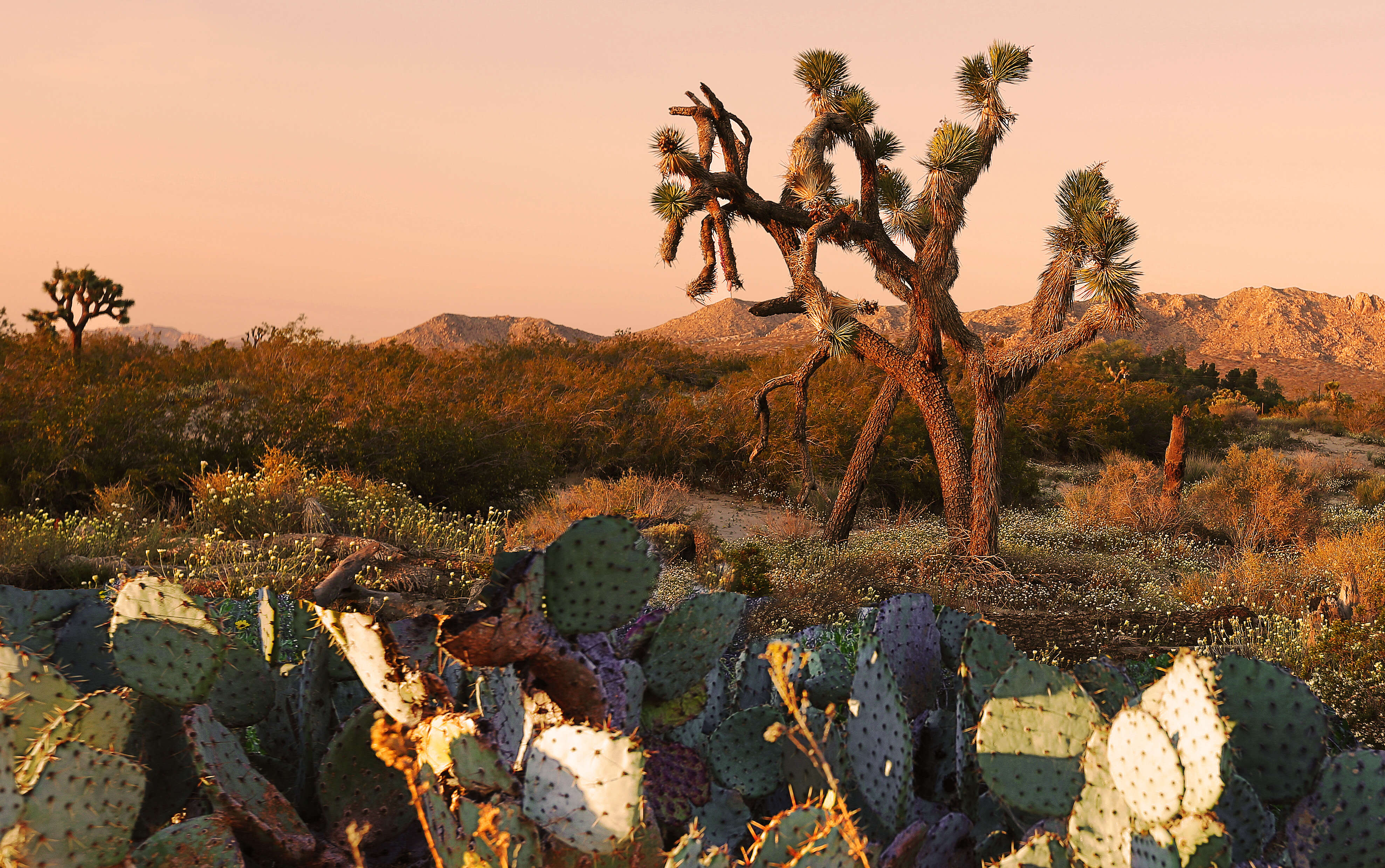 Image of Joshua tree