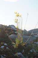 Слика од Papaver pulvinatum subsp. lenaense A. I. Tolmachev