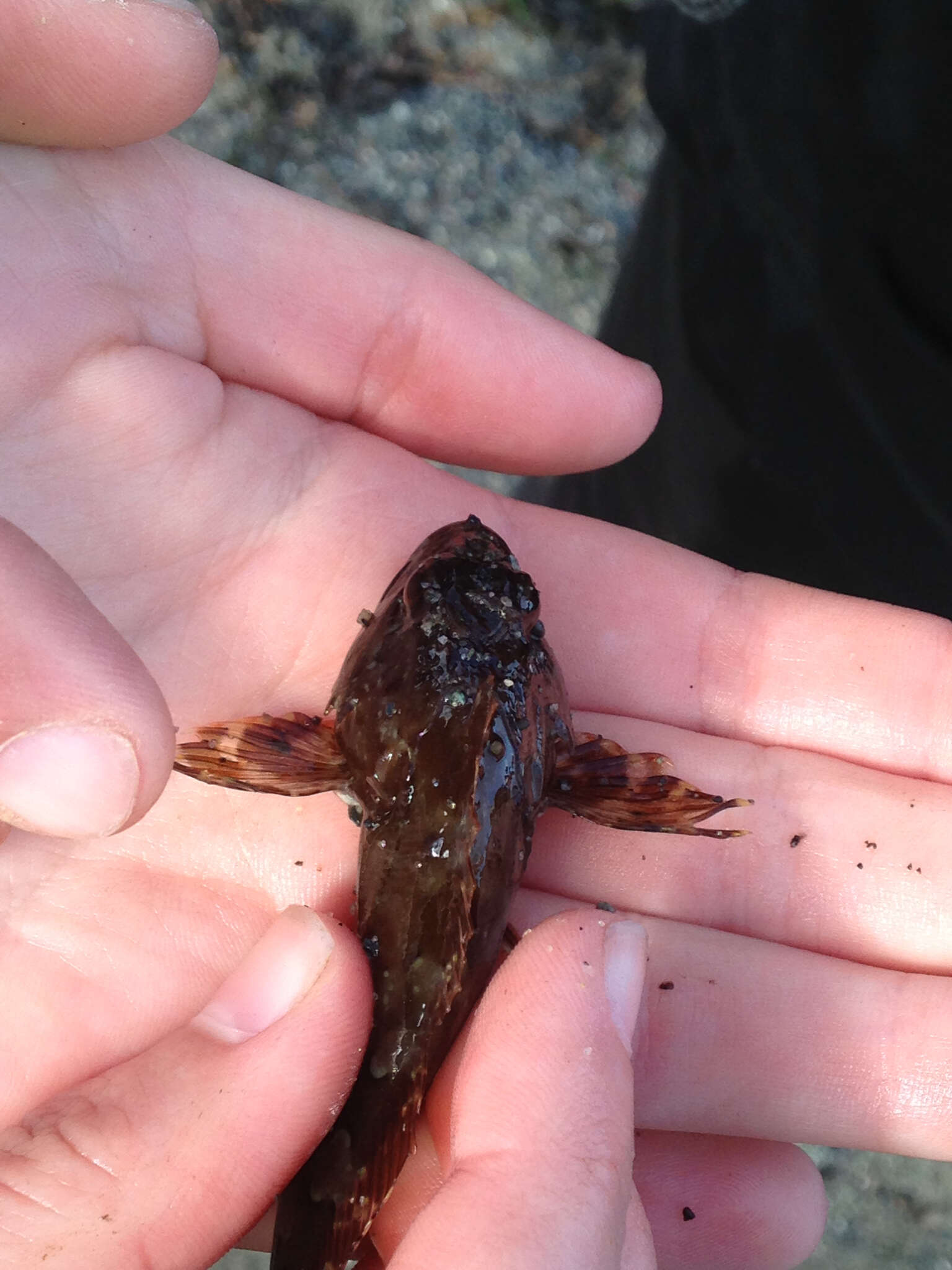 Image of Plumose sculpin