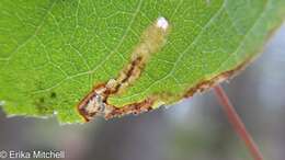 Image of Stigmella rosaefoliella (Clemens 1861) Wilkinson et al. 1979