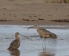 Image of Long-billed Curlew