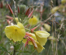 Imagem de Oenothera glazioviana M. Micheli