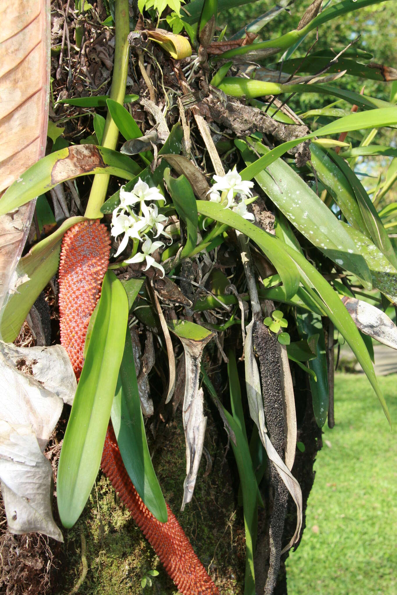 Image of Prosthechea fragrans (Sw.) W. E. Higgins