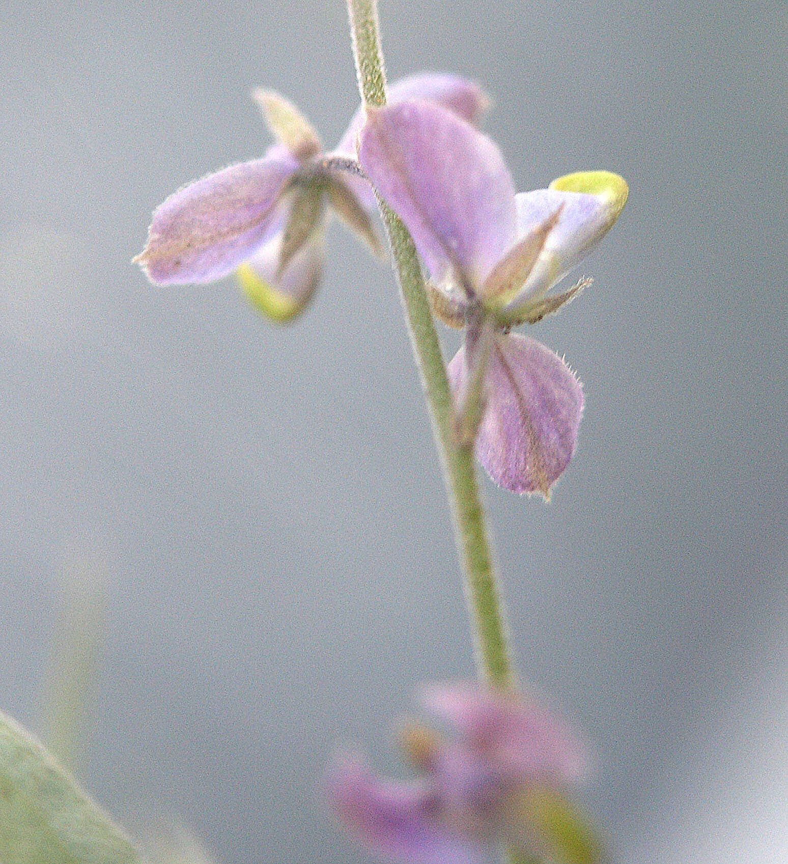 Image of velvetseed milkwort