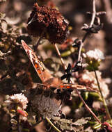 Image of Common buckeye