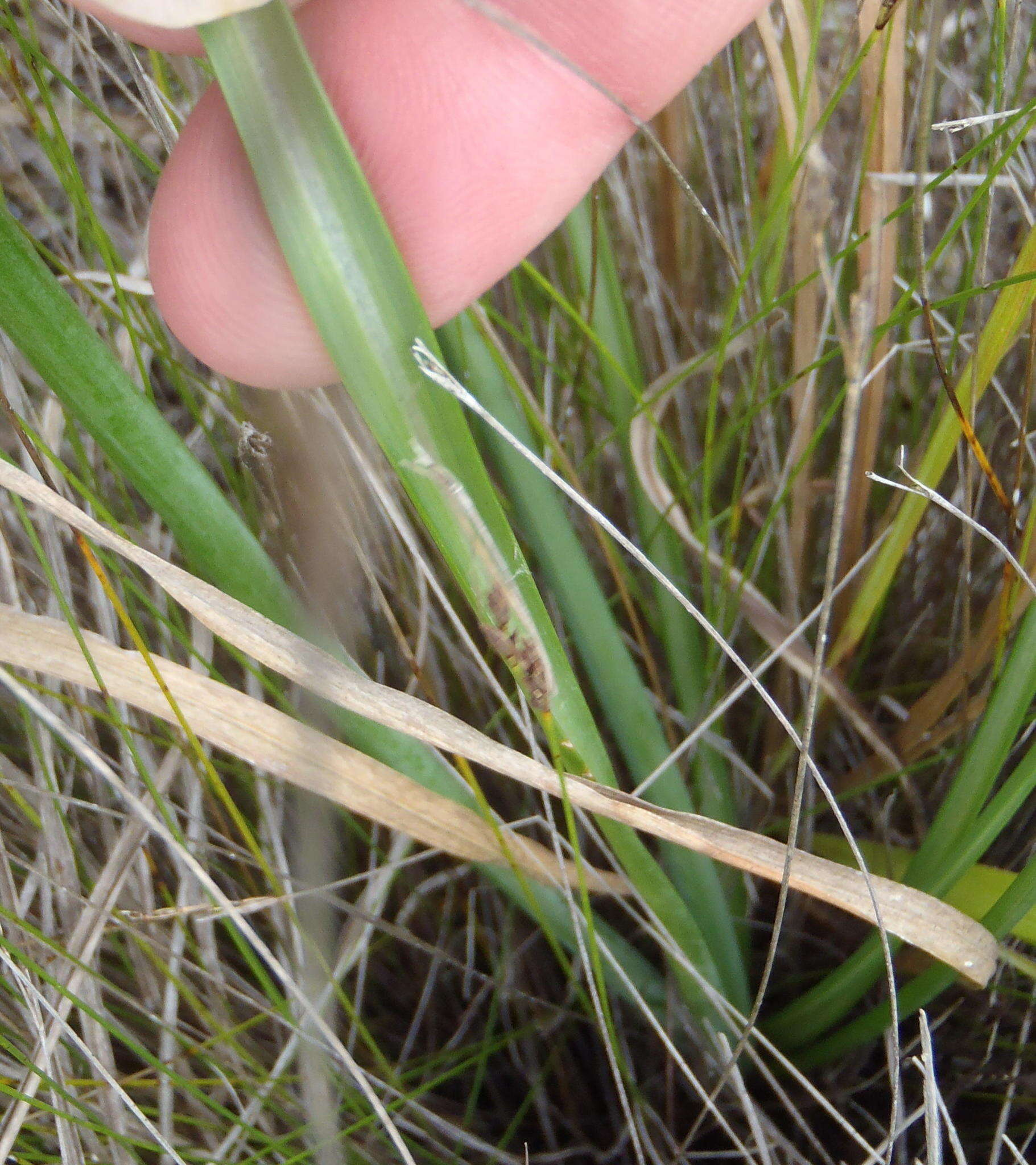 Image of Albuca flaccida Jacq.