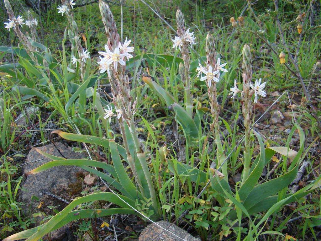 Sivun Trachyandra falcata (L. fil.) Kunth kuva