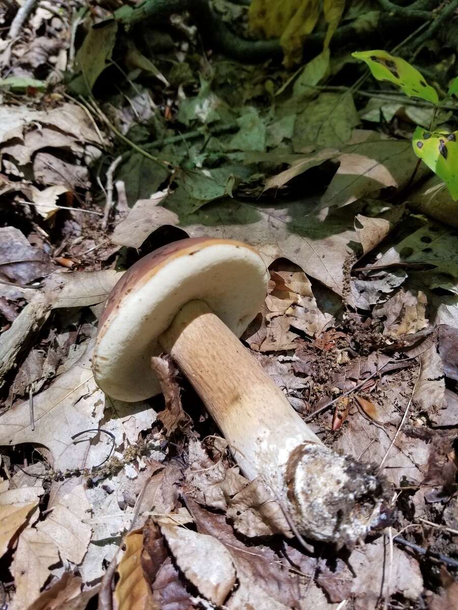 Imagem de Tylopilus badiceps (Peck) A. H. Sm. & Thiers 1971