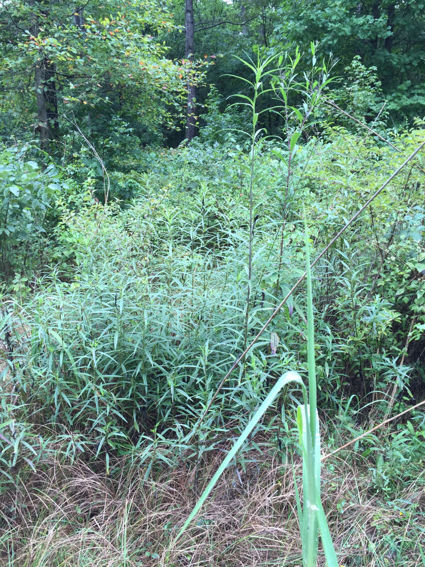 Image of Whorled Sunflower