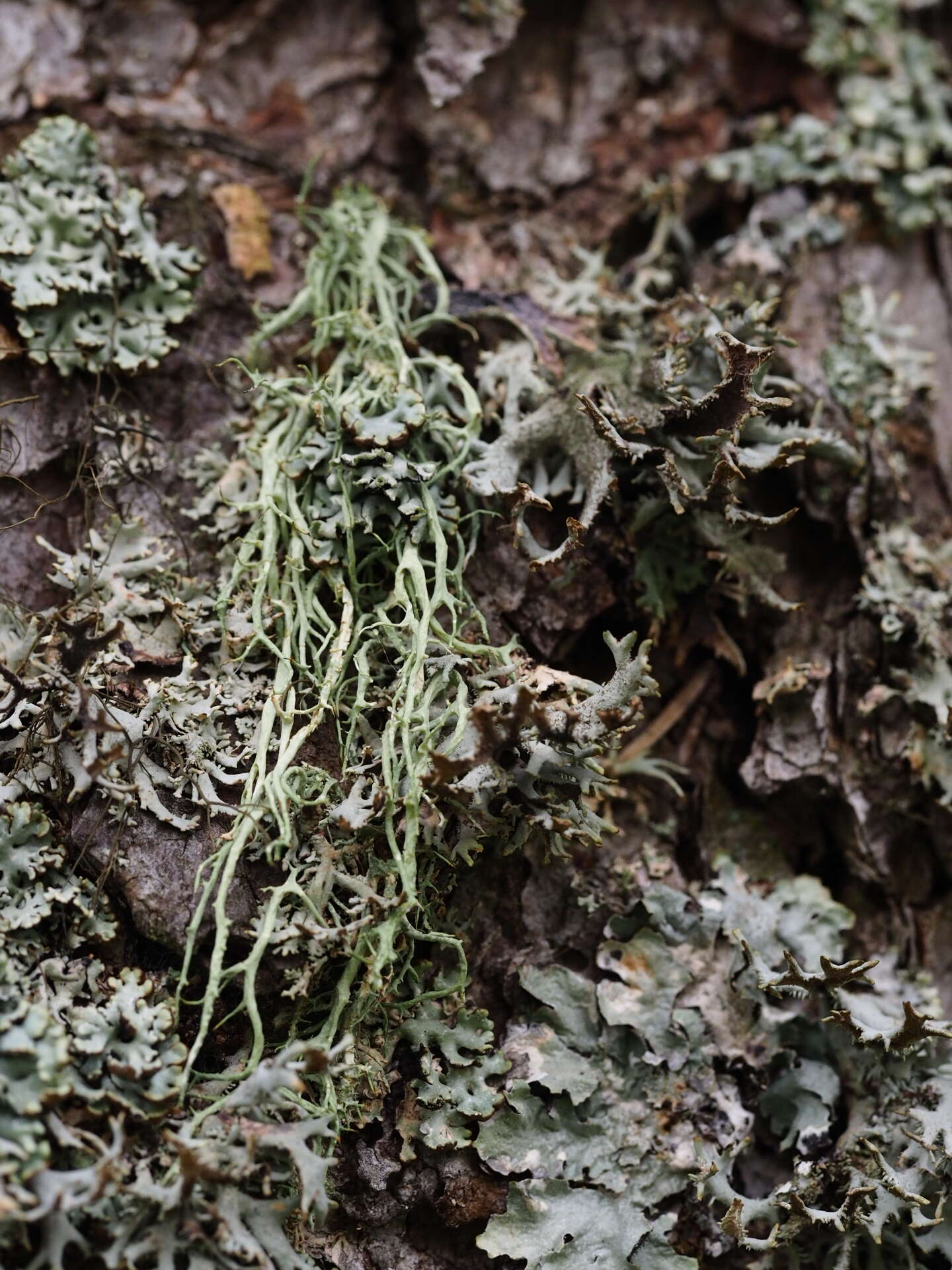 Image of Mountain oakmoss lichen