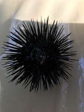 Image of Black Sea urchin