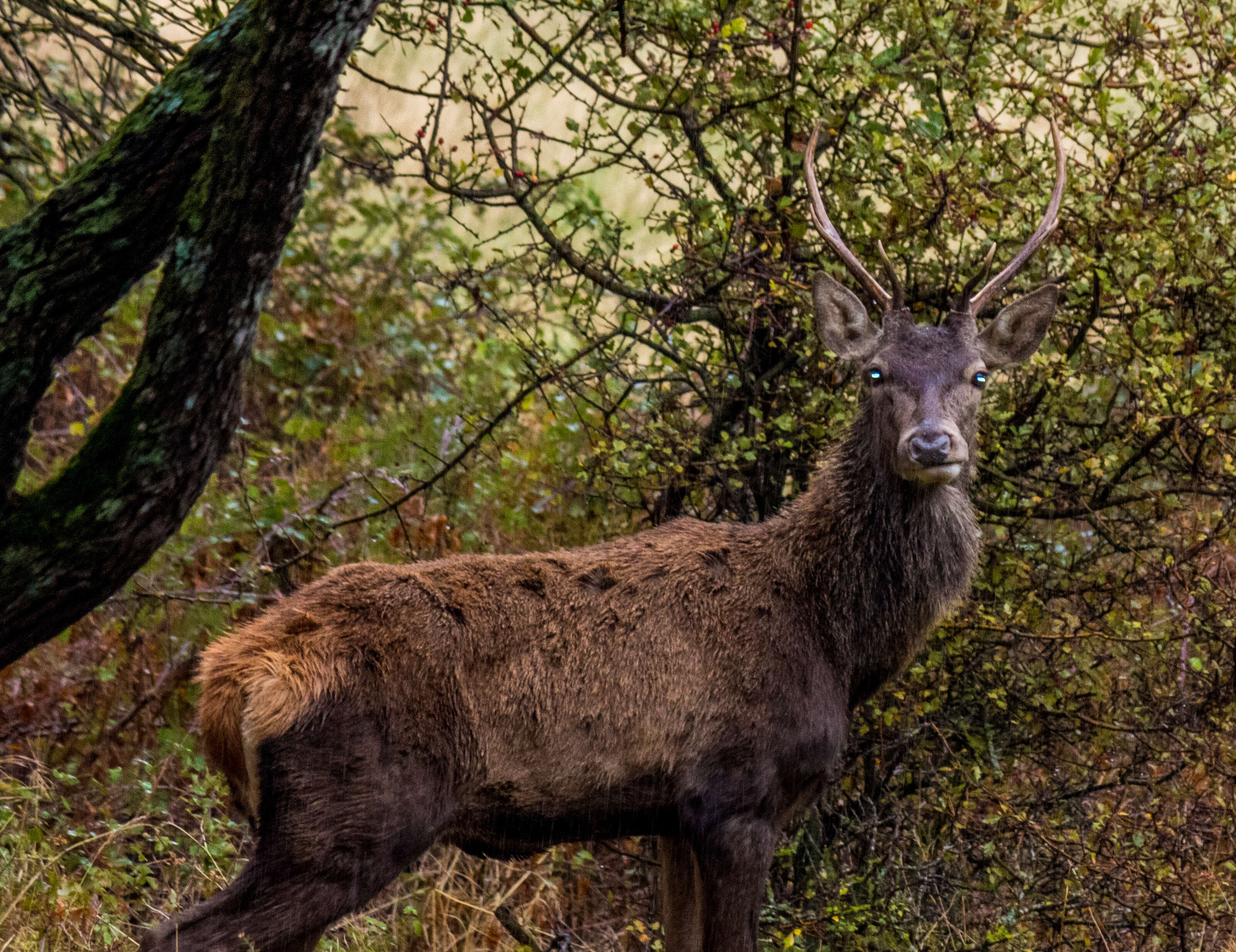 Image of Barbary stag