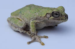 Image of Cope's Gray Treefrog