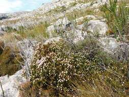 Image of Stilbe ericoides (L.) L.