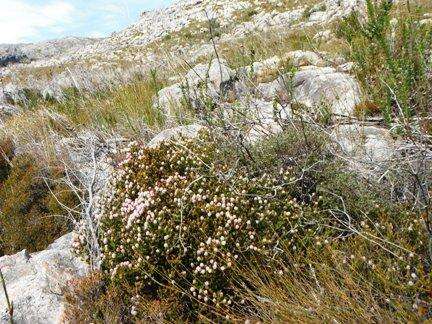 Image of Stilbe ericoides (L.) L.