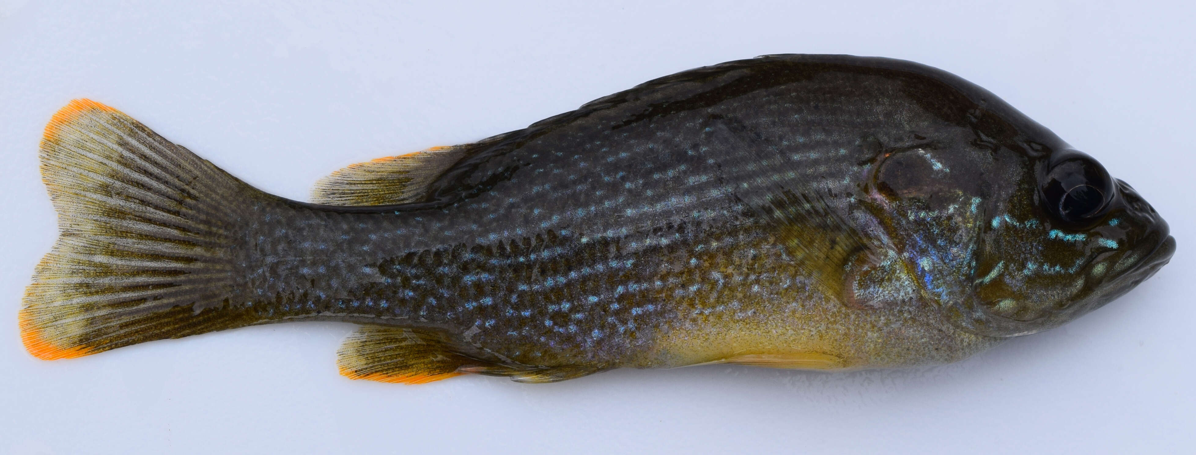 Image of Green Sunfish