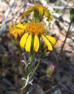 Image of San Bernardino Groundsel