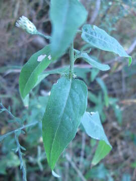 Plancia ëd Symphyotrichum shortii (Lindl.) G. L. Nesom