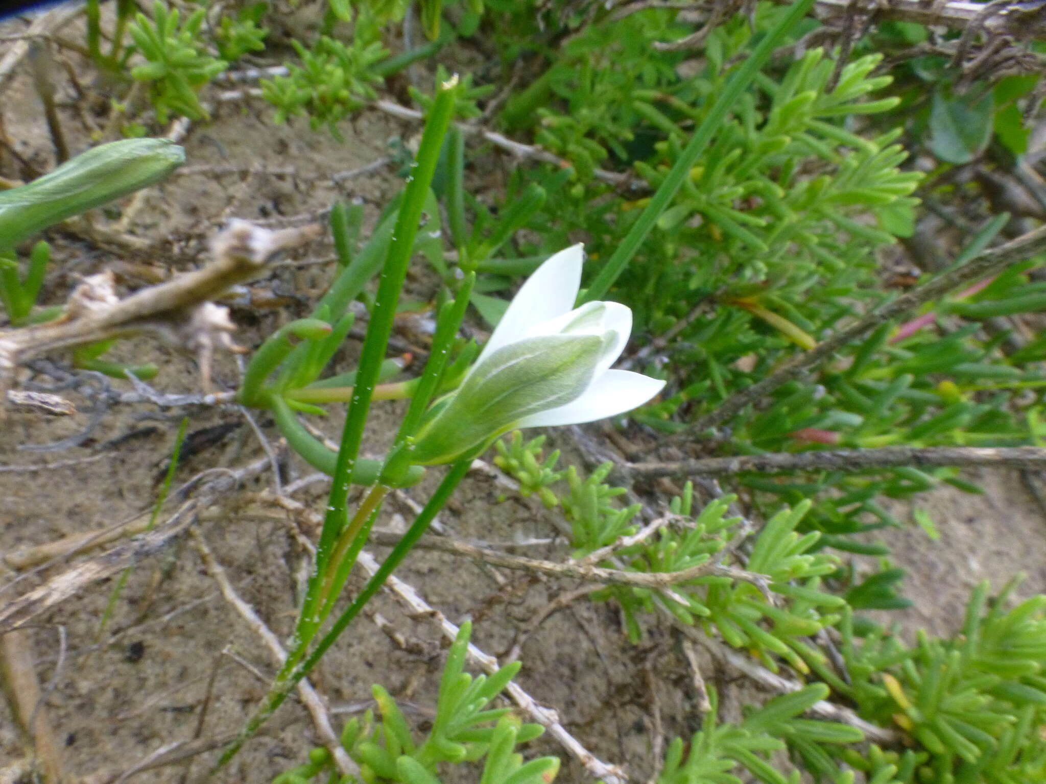 Image of Romulea flava var. flava