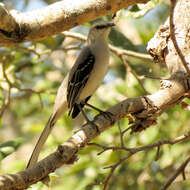 Image of Tropical Mockingbird