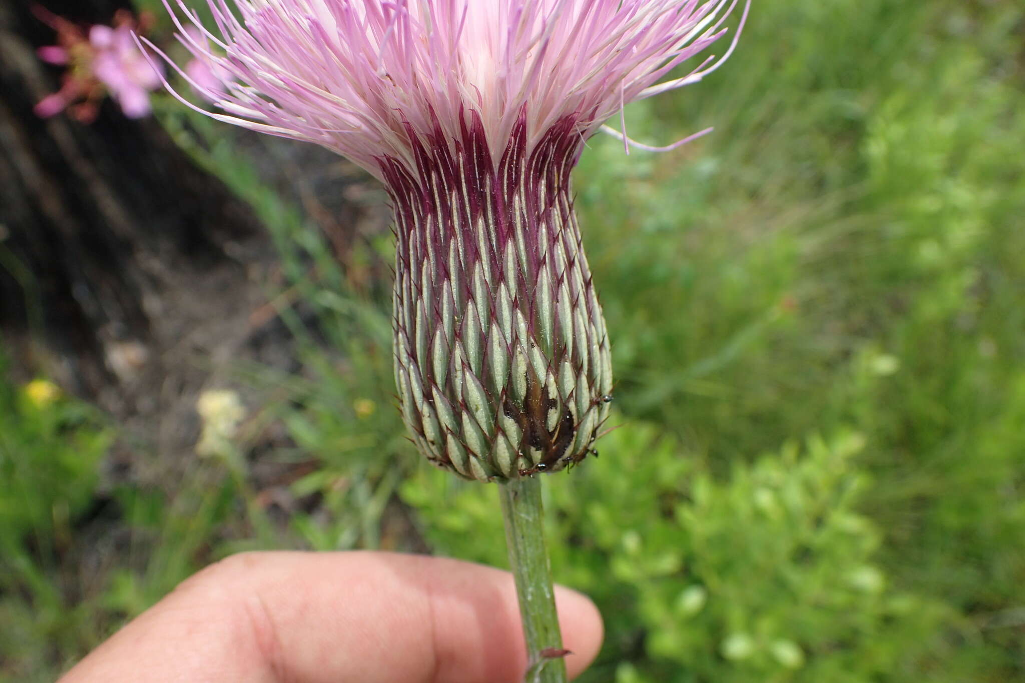 Imagem de Cirsium lecontei Torr. & A. Gray