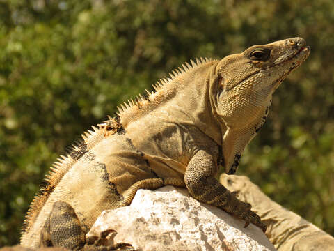 Image of Ctenosaura