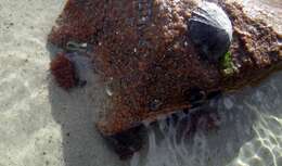 Image of Beadlet anemone