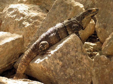 Image of Ctenosaura