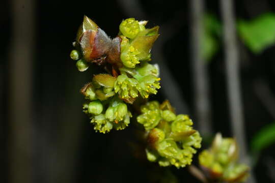 Image of Lindera glauca (Sieb. & Zucc.) Bl.