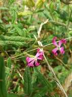 صورة Silene scabriflora Brot.