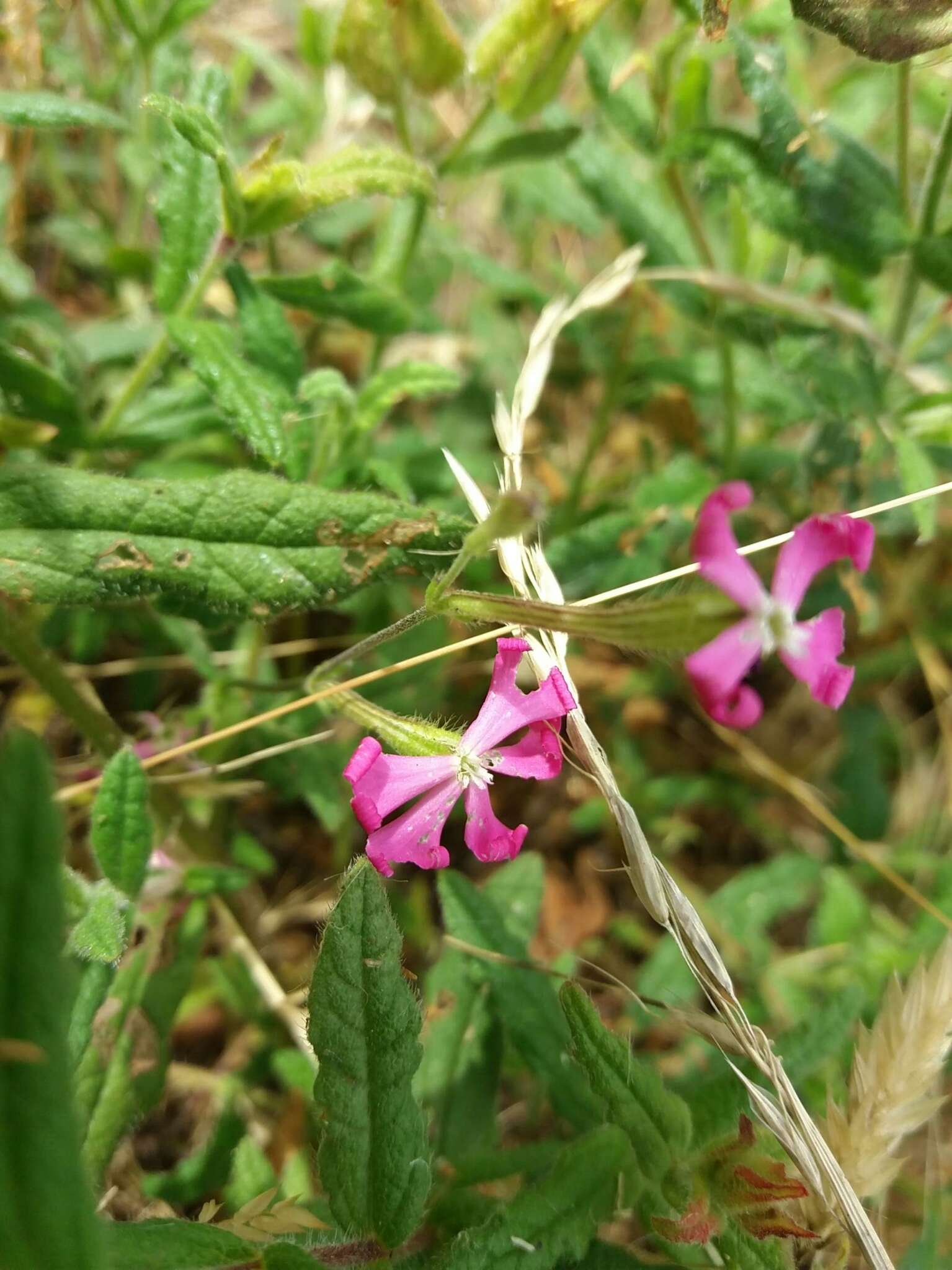 صورة Silene scabriflora Brot.