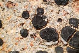 Image of lecidea lichen