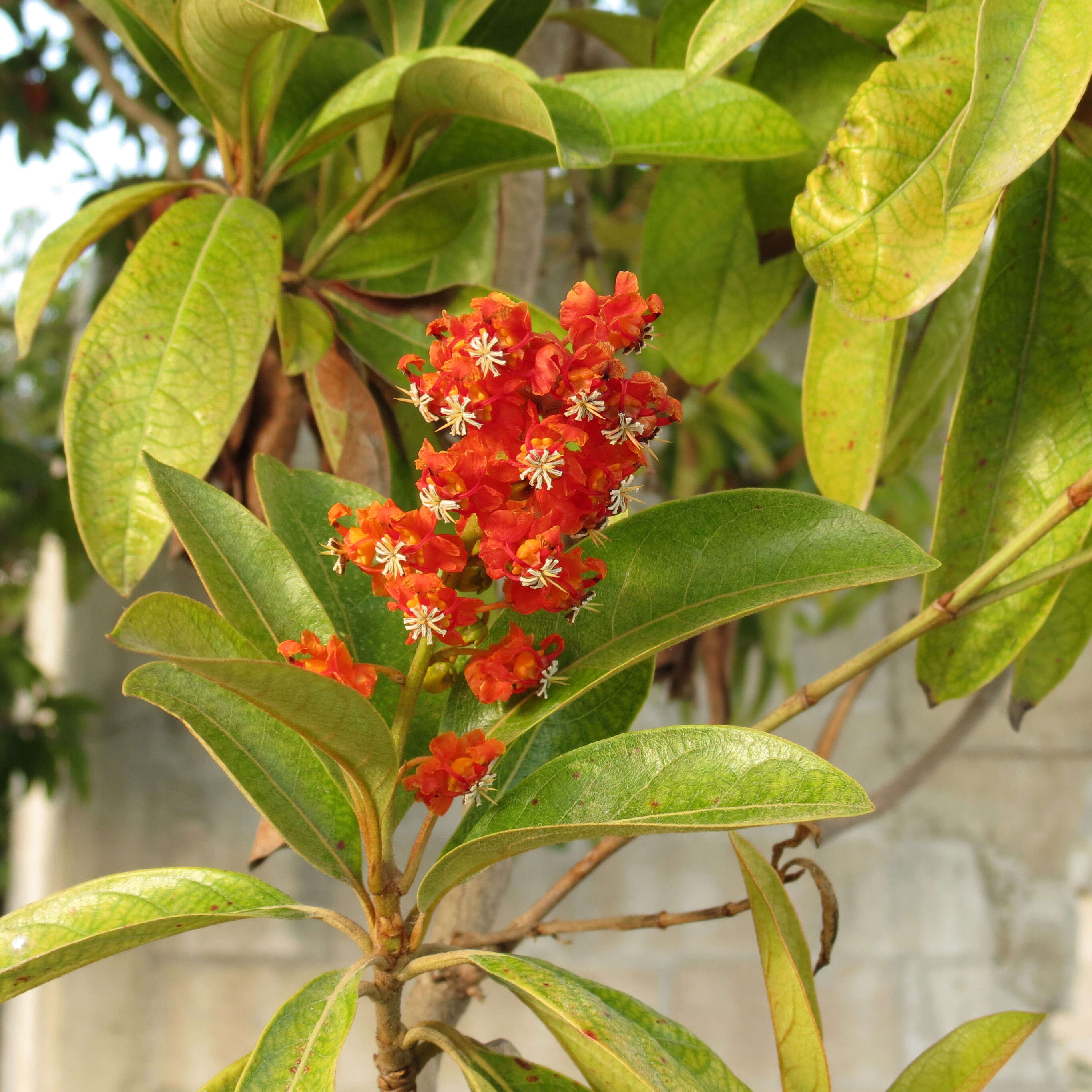 Image of maricao cimun