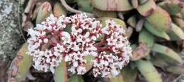 Image of Crassula perfoliata var. heterotricha (Schinz) Tölken