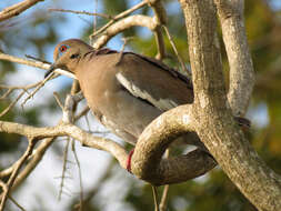 Image of White-winged Dove