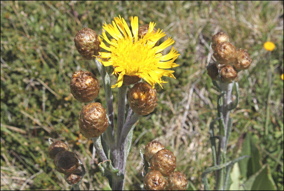 Слика од Podolepis laciniata