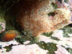 Image of Tunicate