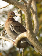 Image of White-winged Dove