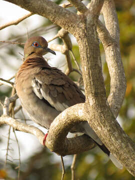 Image of White-winged Dove