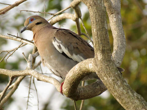 Image of White-winged Dove